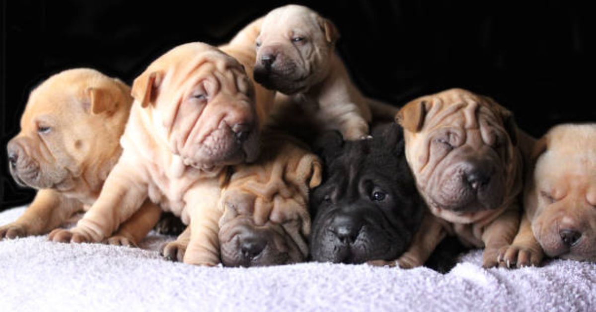 Shar Pei Puppy
